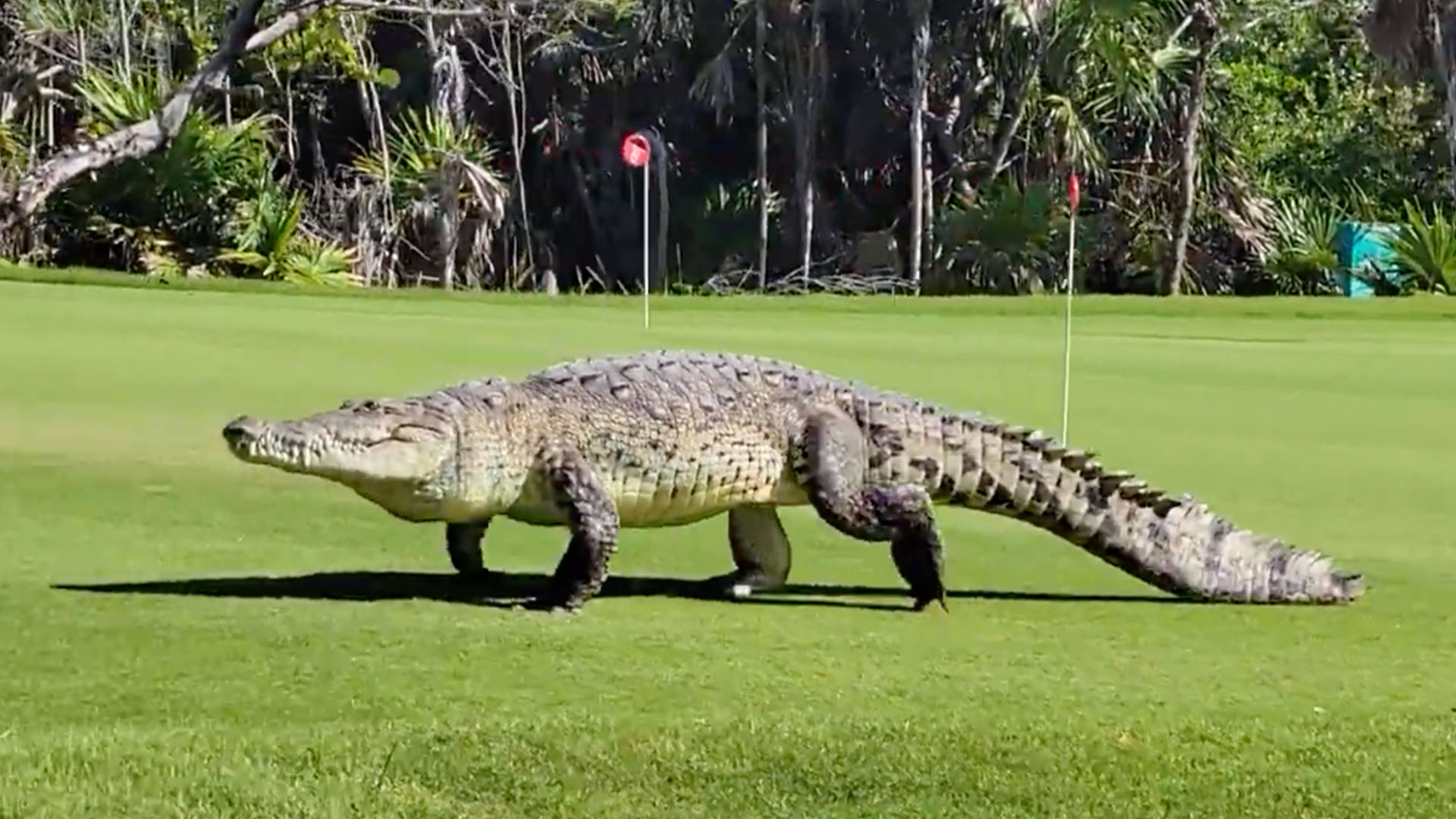 A crocodile is longer than a