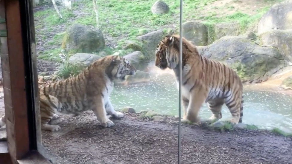 When Big Cats Attack RTM RightThisMinute