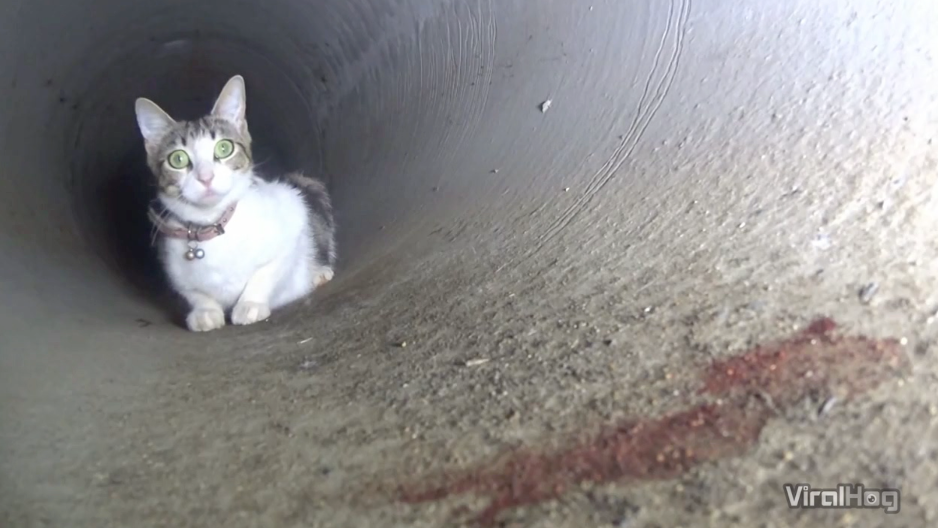 A CATastrophic Rescue & For FOX Sake RTM RightThisMinute