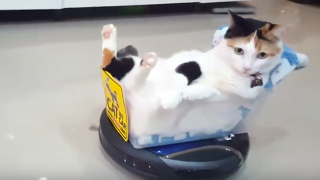 Cool Cat Rollin' On A Roomba RTM RightThisMinute