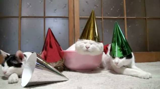 cats-new-years-day-party.png.converted_1