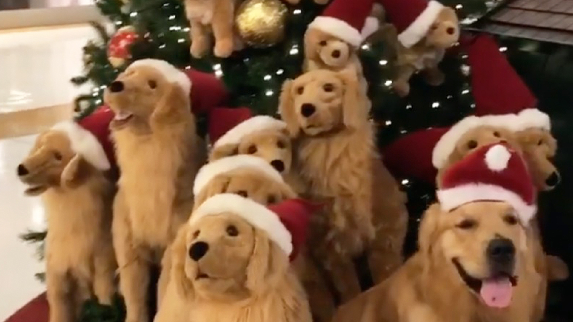 spot the real christmas loving dog rtm rightthisminute
