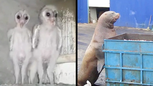 Alien Owls Shock Workers Sea Lion S Fishy Buffet Rtm