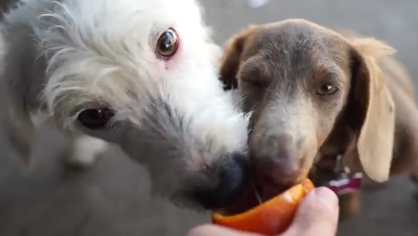 Pets Home Dog Food Pets Home Dog Food