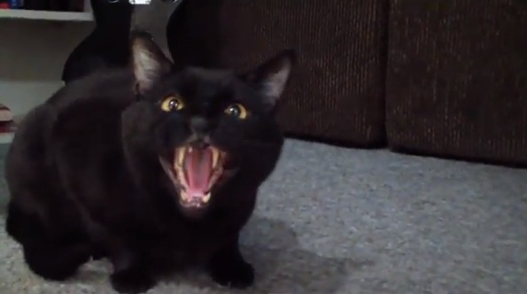 Cash And Go >> Incredible, Amazing (and a Bit Creepy) 'Singing' Cat ... Cash And Go >> Incredible, Amazing (and a Bit Creepy) 'Singing' Cat ...
