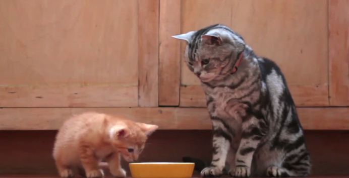 New Kitten Doesn T Like Resident Cat New Kitten Doesn T Like Resident Cat