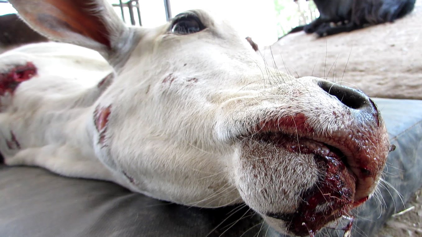 Deer Rescued From Fence & Cow Nursed to Health After Hit ...
