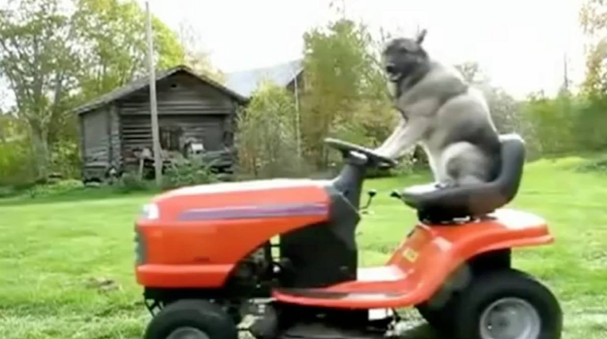Mowing Big Cat Gif Mowing Big Cat Gif