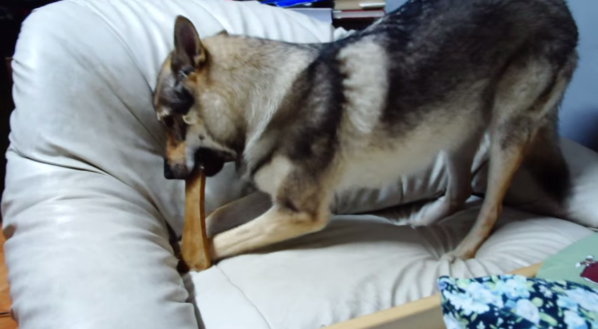 Hiding Your Bone Can Be a Real Struggle | RTM ...