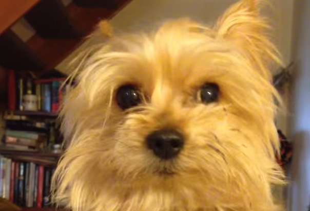 yorkie scratching yorkie has a of the itchies rtm rightthisminute yorkie scratching yorkie has a of the itchies rtm rightthisminute