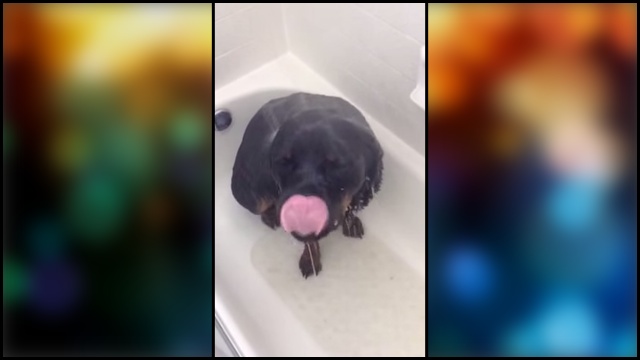rottweiler in the shower rottweiler the shower rtm rightthisminute rottweiler in the shower rottweiler the shower rtm rightthisminute