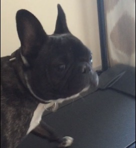 french bulldog uses treadmill rtm rightthisminute