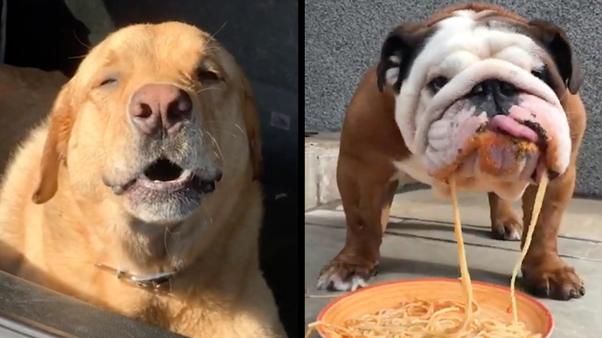Hilarious dogs tackle big challenges rtm rightthisminute