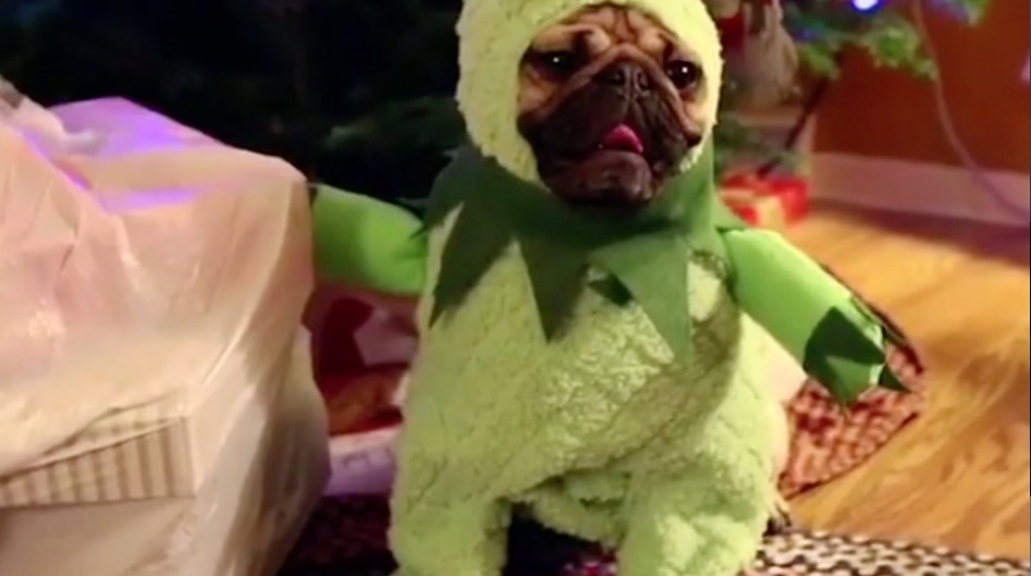 Doug the Pug is Going Full Grinch This Christmas rtmtv doug pug grinch pugmas alligator costumes