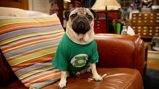 doug the pug meet and greet doug the pug spoofs big theory on set rtm rightthisminute doug the pug meet and greet doug the pug spoofs big theory on set rtm rightthisminute