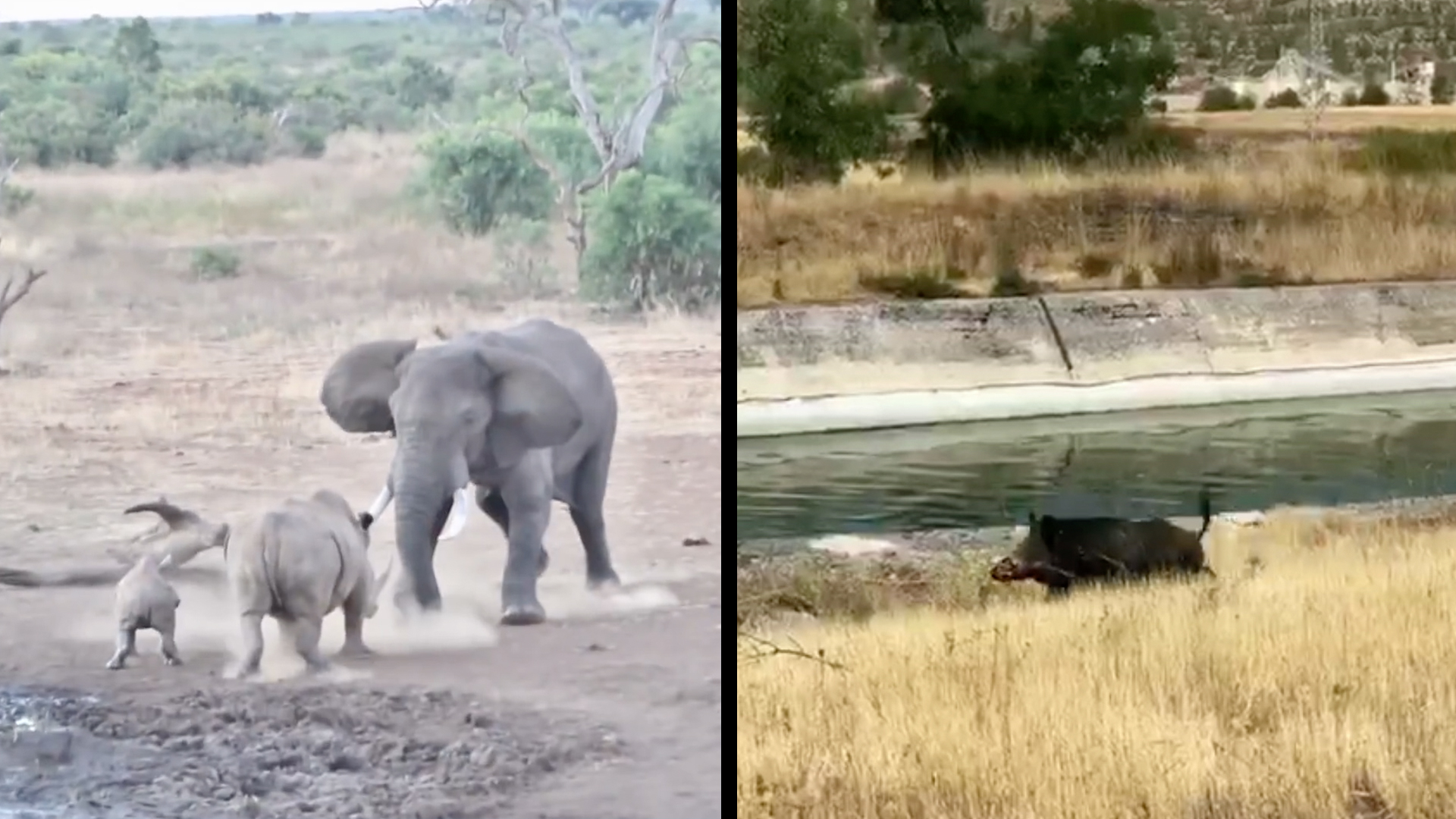 Defensive Animals Get Aggressive RTM RightThisMinute