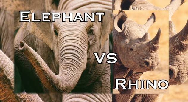 Animal Battle: Elephant Vs. Rhino! | RTM - RightThisMinute
