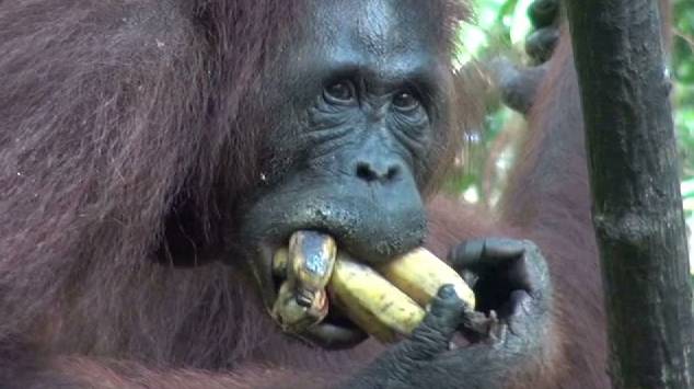 extreme-orangutan-banana-rama-close-and-credits-orangutan-stuffs-10-bananas-in-mouth-original-video.png.converted_1312051944.jpg