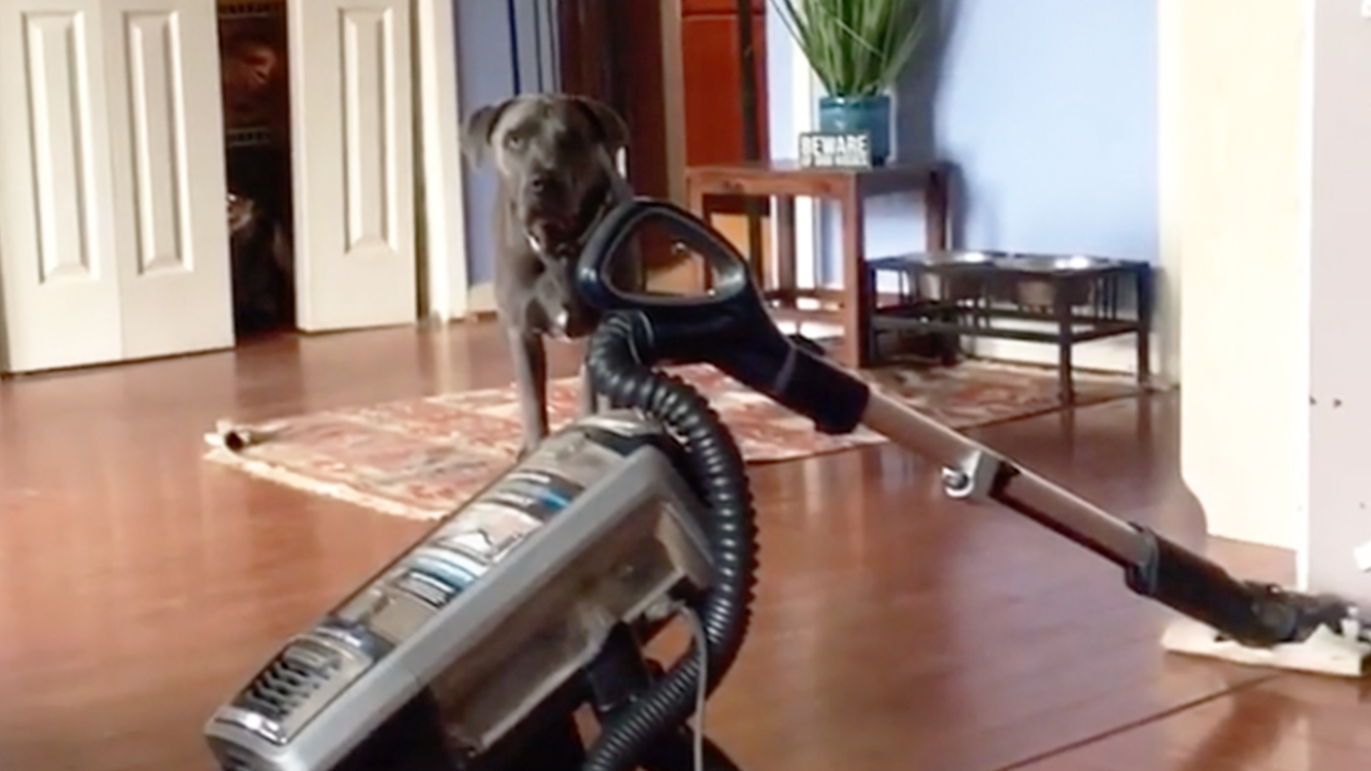 Dog Doesn't Like Vacuum RTM RightThisMinute
