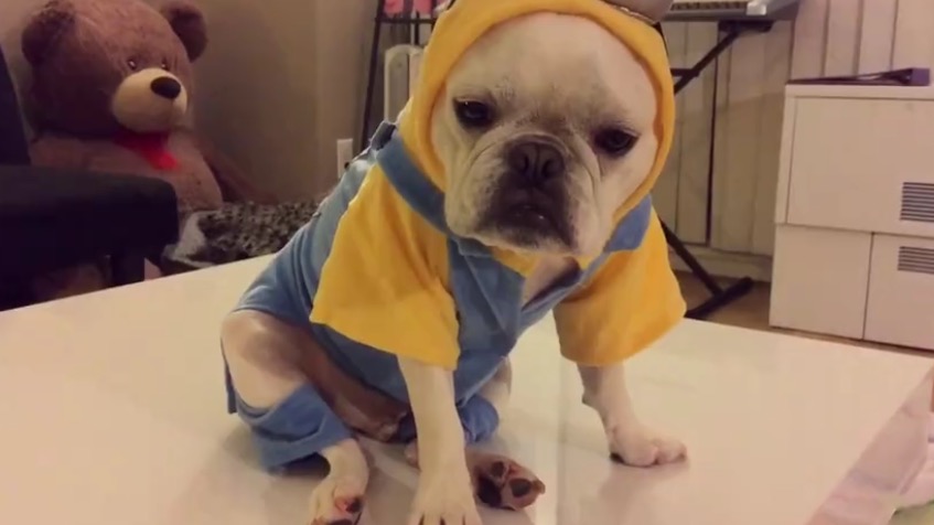 What? You've Never Seen A Dog in a Minions Costume Before