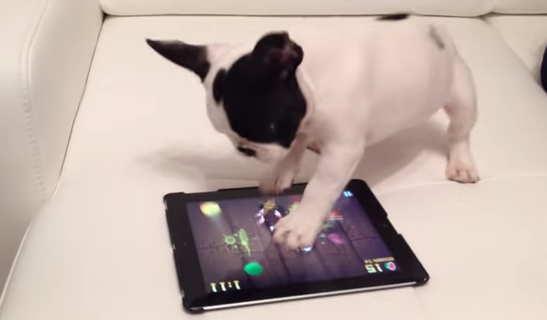 Image result for dog playing with ipad