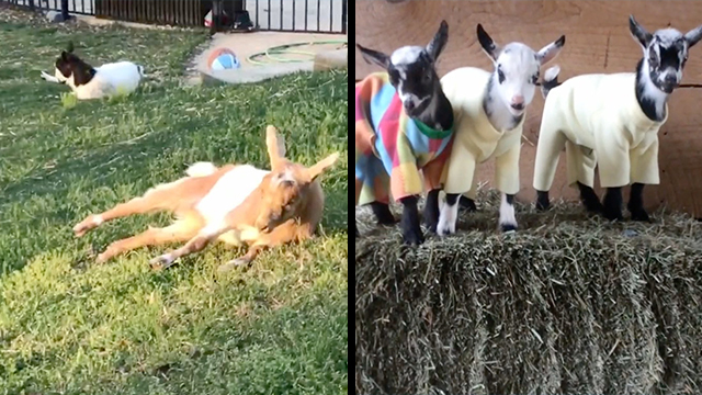 Goat Kid Pajama Party Goat Kid Pajama Party