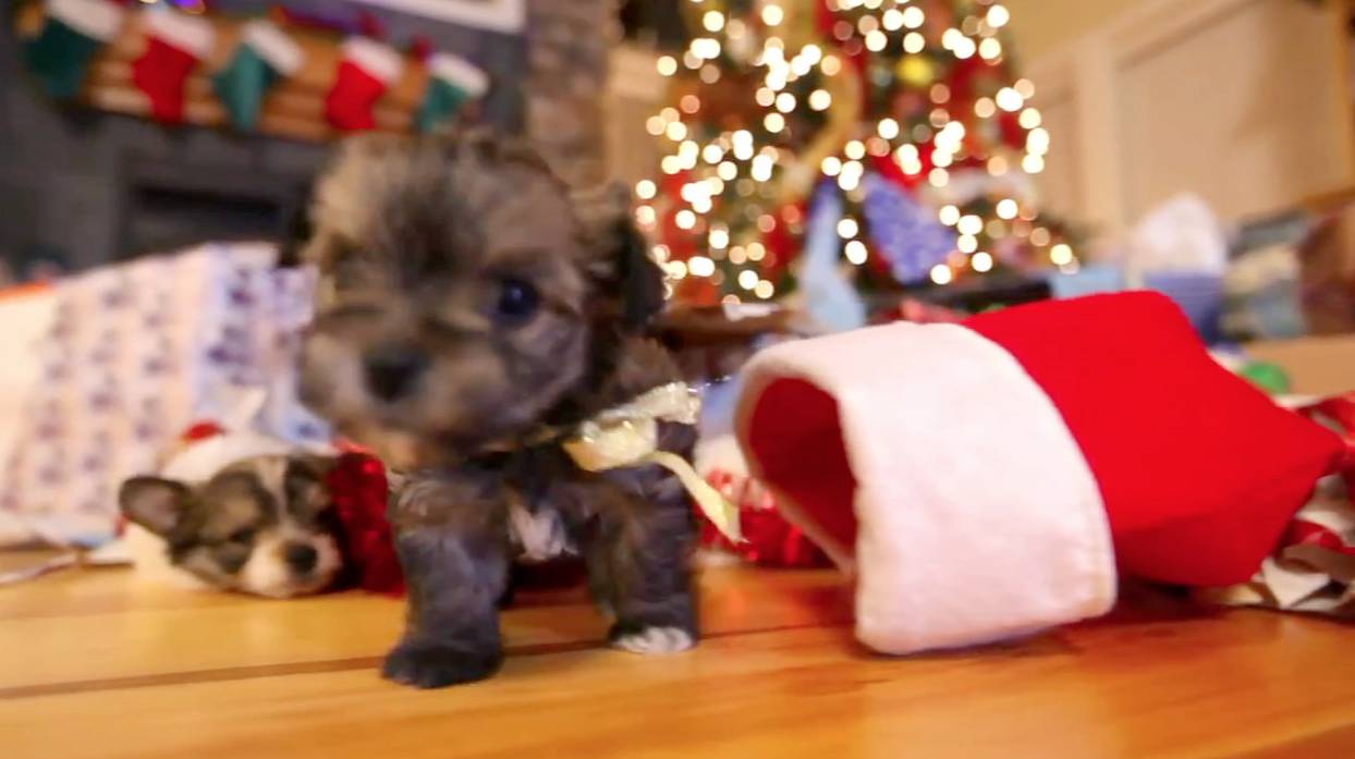 puppy christmas from presents to tree rtm rightthisminute puppy christmas present
