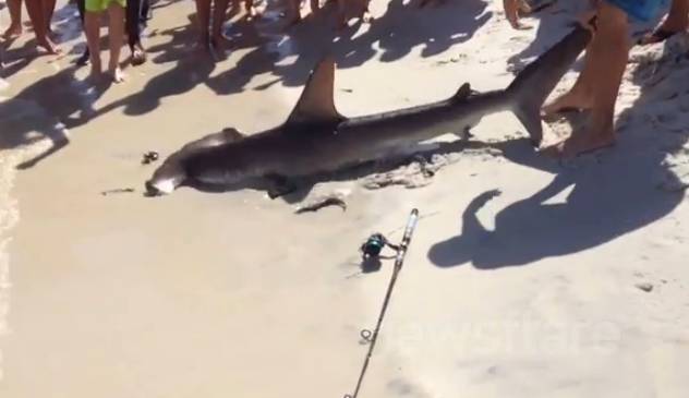 Hammerhead Shark Gives Birth in Front of Crowd of Beachgoers | RTM ...