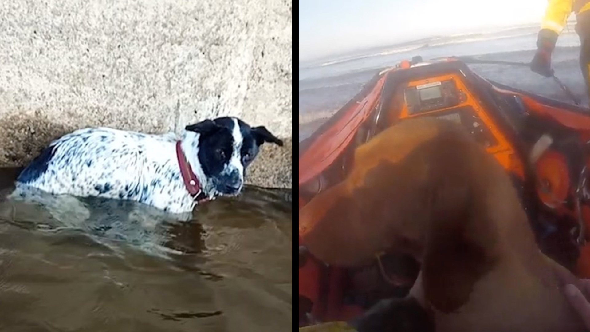 Stranded Dogs Get MuchNeeded Help RTM RightThisMinute