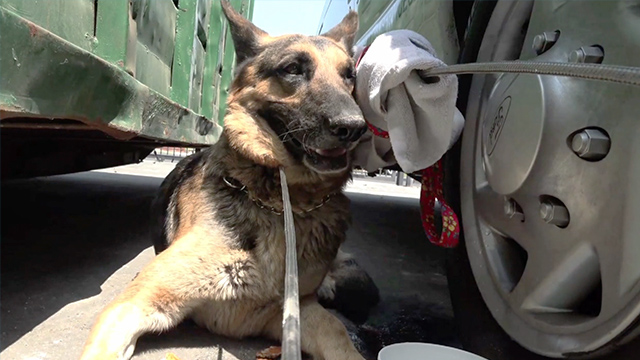 Animal Rescuers Soothe Homeless Dog RTM RightThisMinute