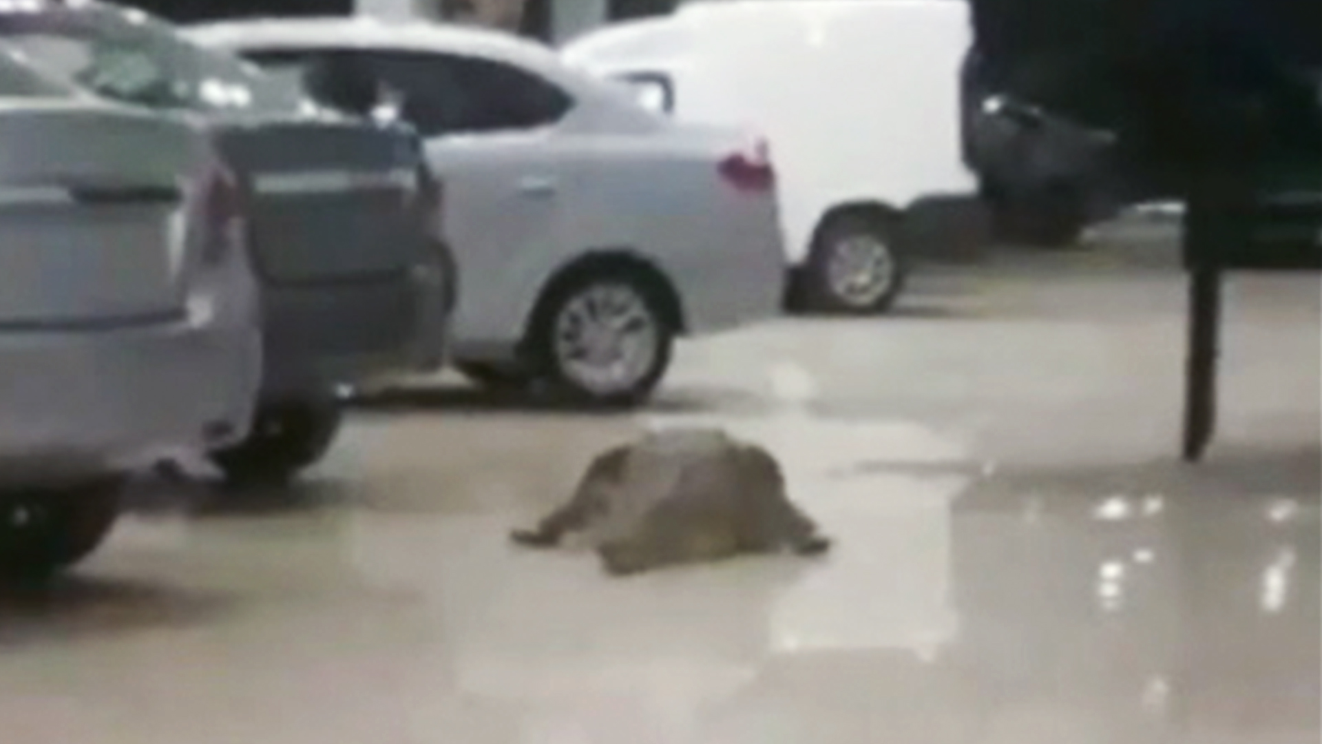 Crocodile Goes Car Shopping RTM RightThisMinute