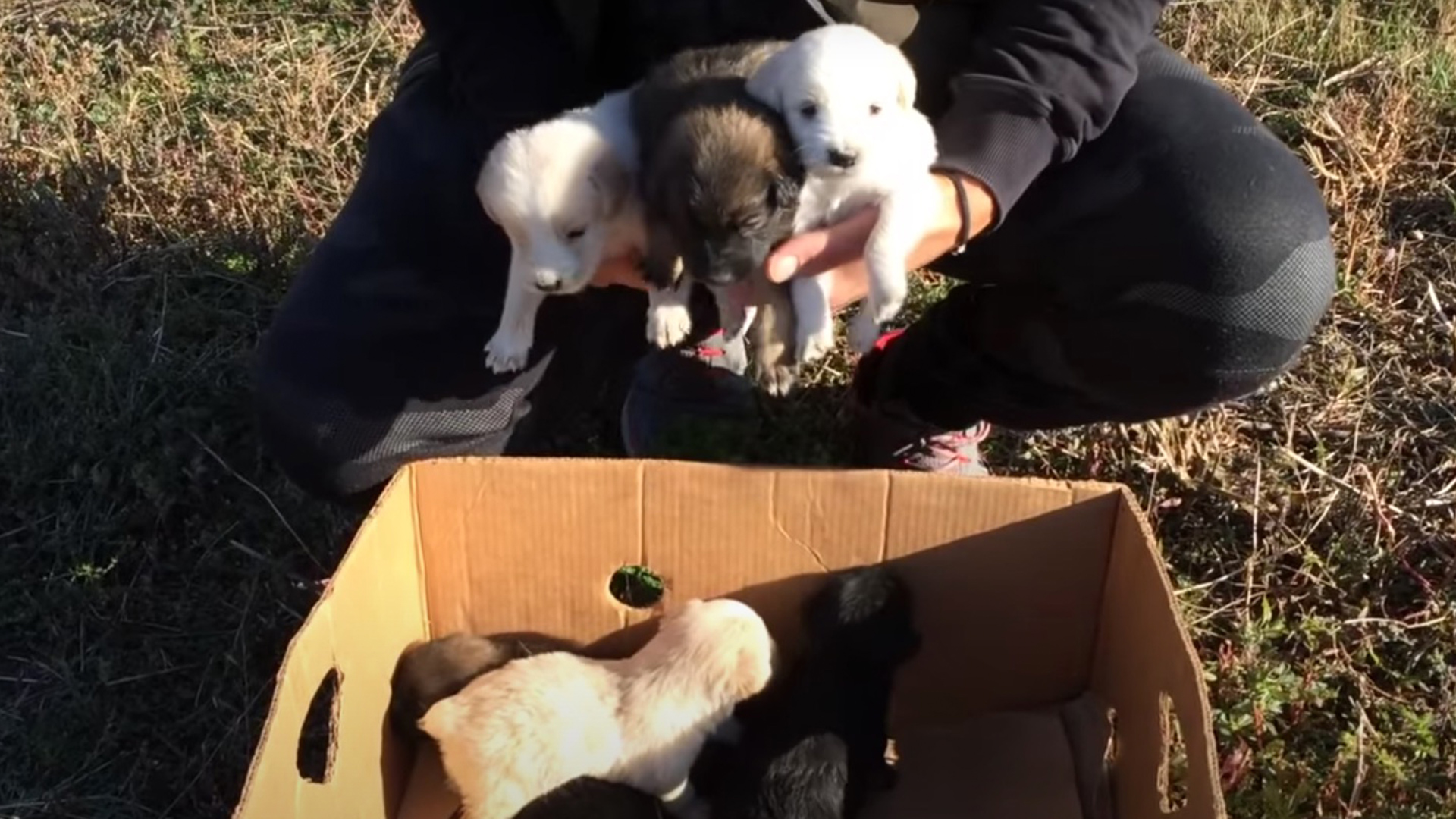 7 Abandoned Puppies Find Forever Homes RTM RightThisMinute