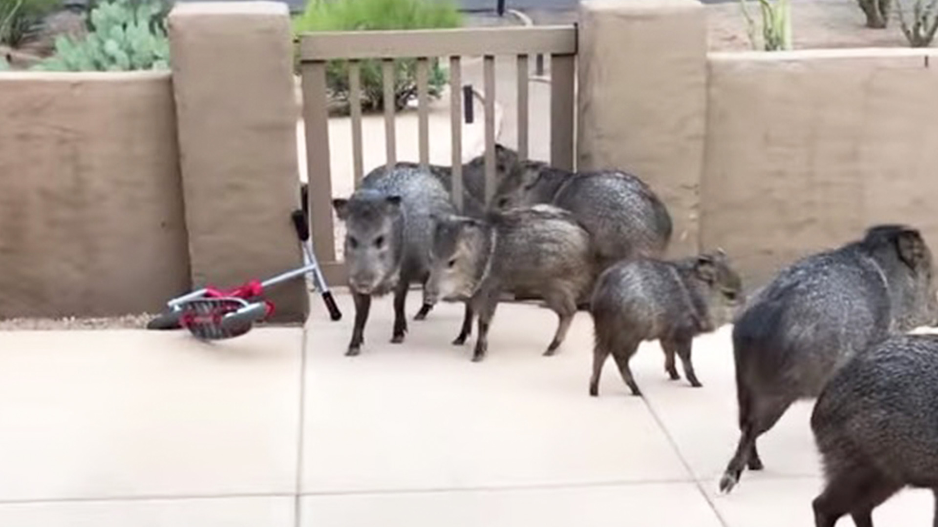 Wild Javelinas Check Out The Porch RTM RightThisMinute