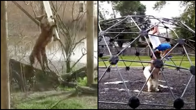 These Animals Can Jump Around | RTM - RightThisMinute