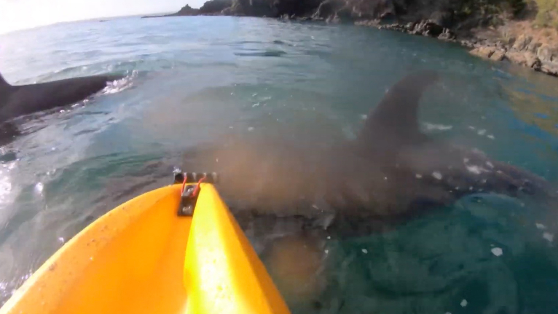 Kayaker Hangs Out With Pod Of Orcas RTM RightThisMinute