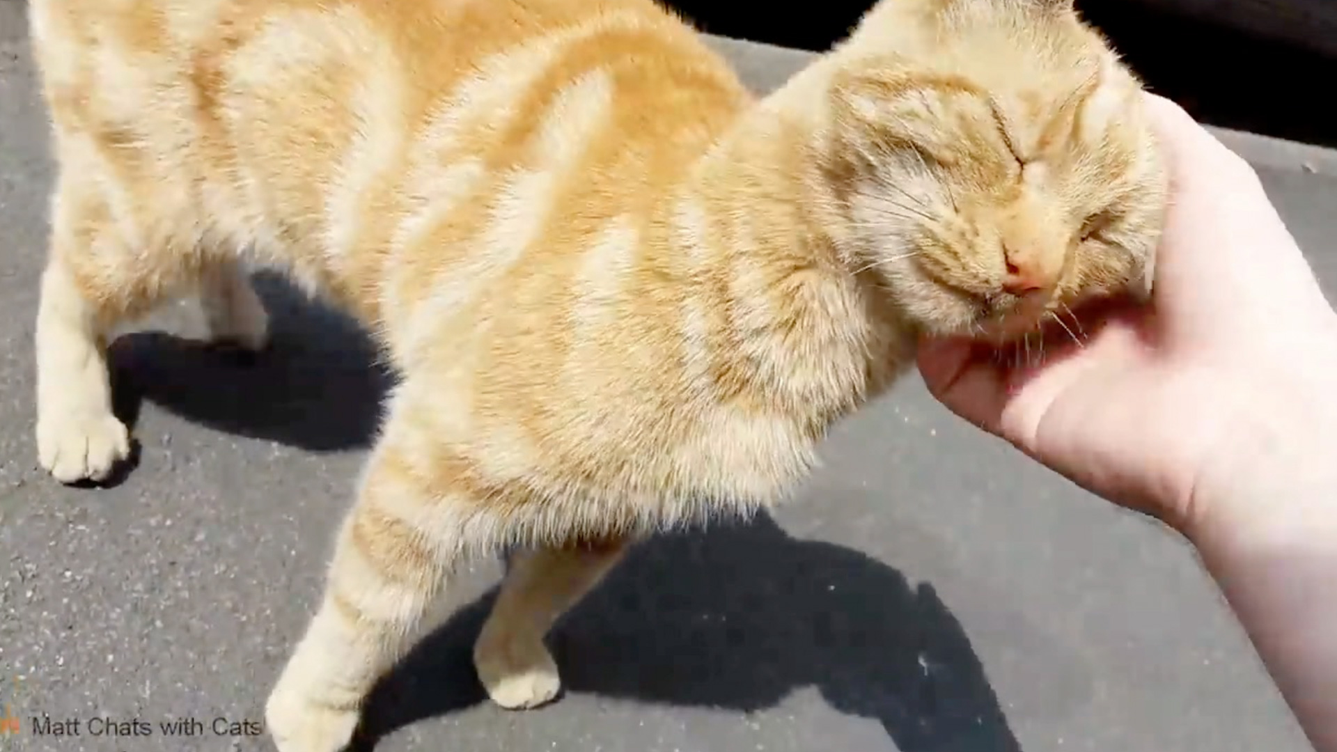 Matt Chats With Cats And Our RTM Hosts RTM RightThisMinute