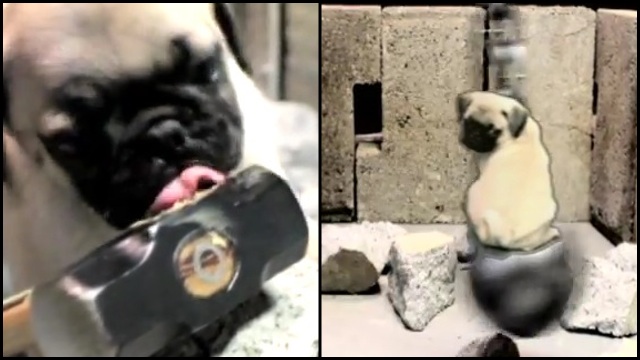 pug wrecking bruce wayne the pug pays tribute to miley cyrus rtm rightthisminute pug wrecking bruce wayne the pug pays tribute to miley cyrus rtm rightthisminute