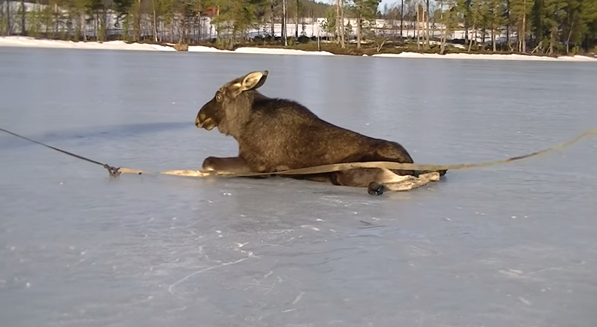 Image result for moose on ice