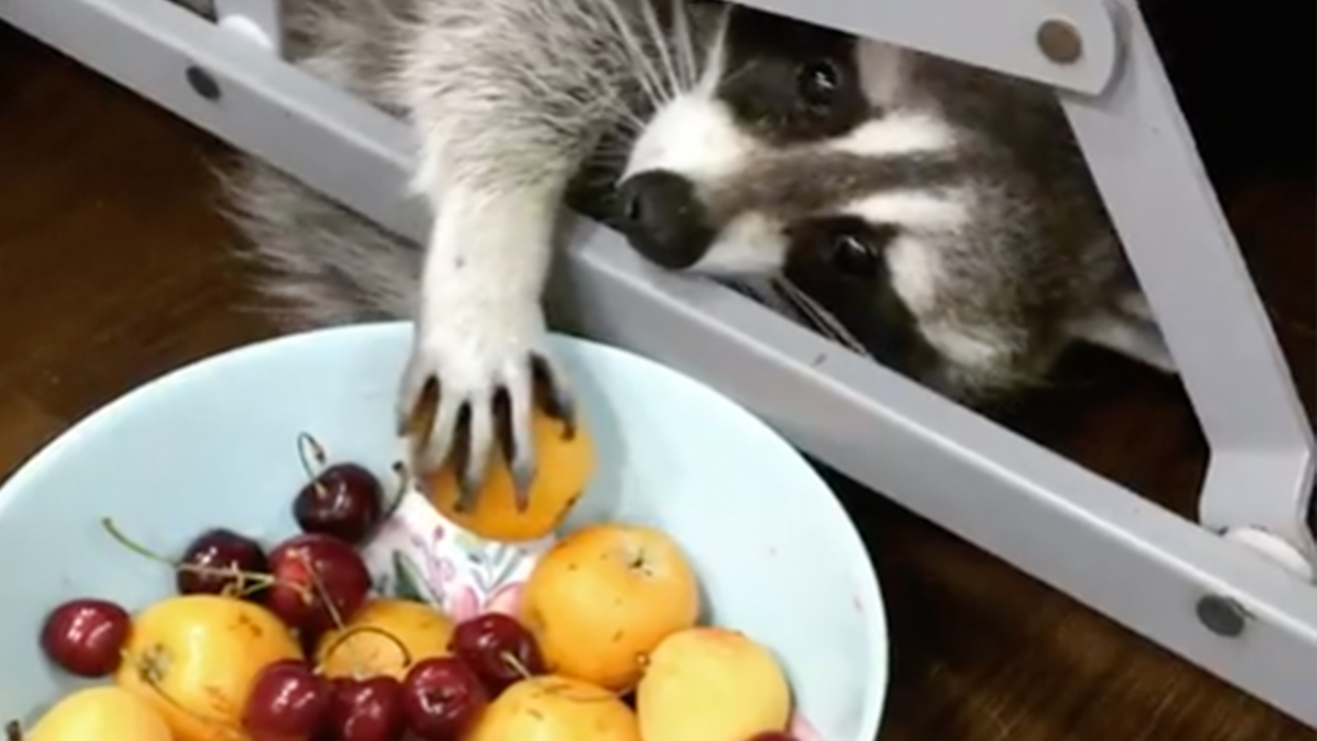 Raccoon Sneaks A Snack RTM RightThisMinute