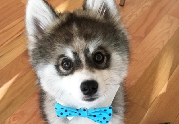 Norman The Pomsky Is Too Cute For Words Rtm Rightthisminute