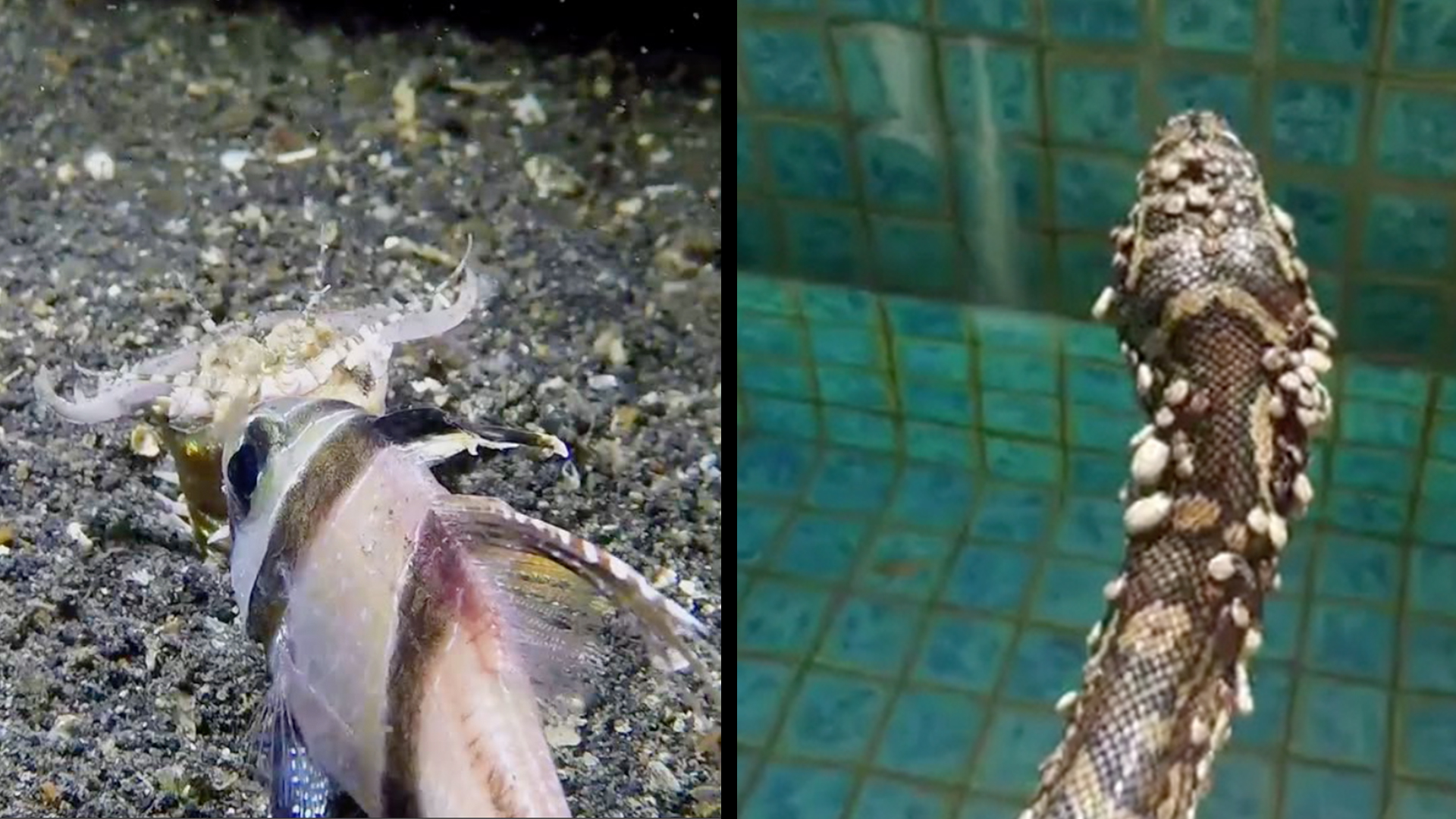 Curious Fish Lunch &amp; Oh, Just A Snake Covered In