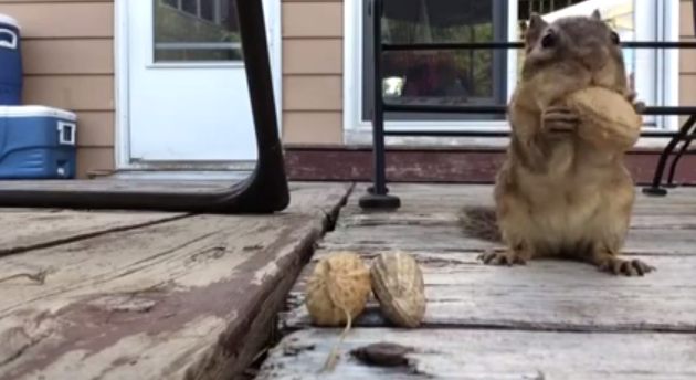 There's a Peanut Thief Among Us! | RTM - RightThisMinute