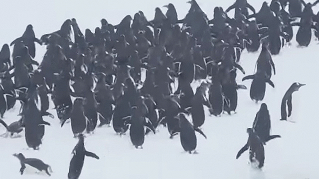 Joyful Penguins Jump Out Of The Water | RTM - RightThisMinute