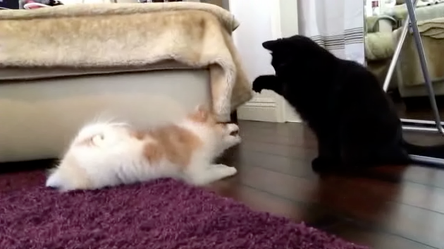 punching-sound-effects-make-pet-play-fights-even-better-rtm