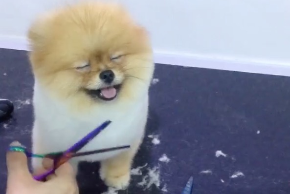Pomeranian Gets Groomed And Loves It Rtm Rightthisminute