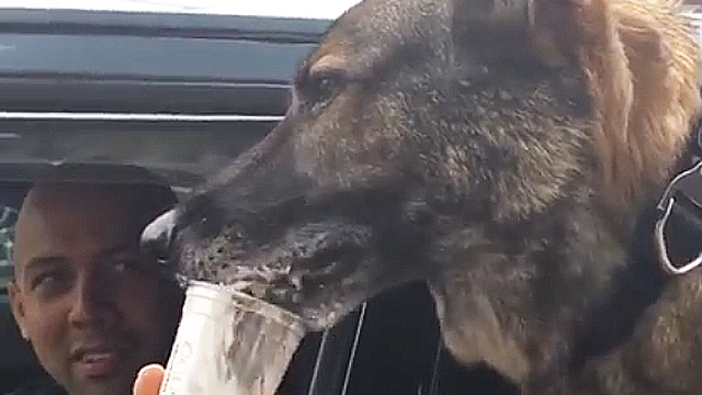 how much is a starbucks pup cup how much is a starbucks pup cup