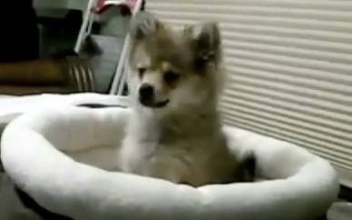 how to confuse a baby wolf cub rtm rightthisminute