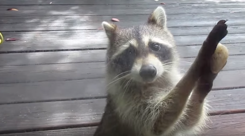 Meet Rocksy The World s Smartest Raccoon RTM RightThisMinute Meet Rocksy The World s Smartest Raccoon RTM RightThisMinute