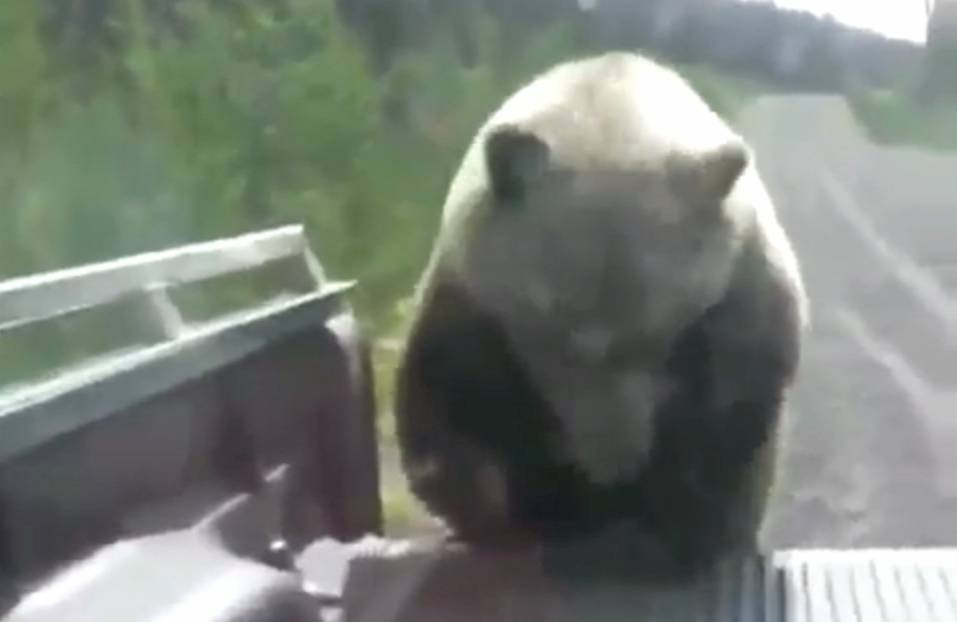 �Stoners� Just Laugh as Grizzly Bear Climbs into Their