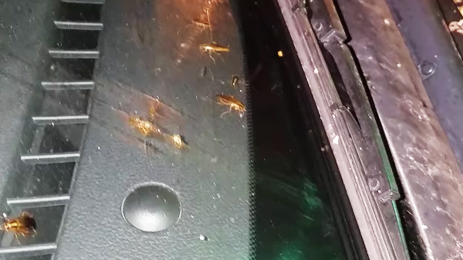 Car Infested With Roaches RTM RightThisMinute